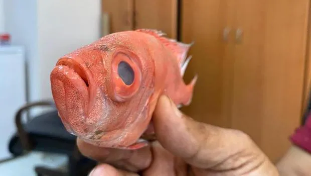 Antalya'da Şaşkınlık Yaratan Balık! Gözleriyle Büyülüyor
