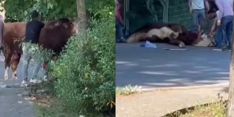 Kurbanlık Firarda! Bayram Öncesi Kaçan Boğa Şaşkınlık Yarattı