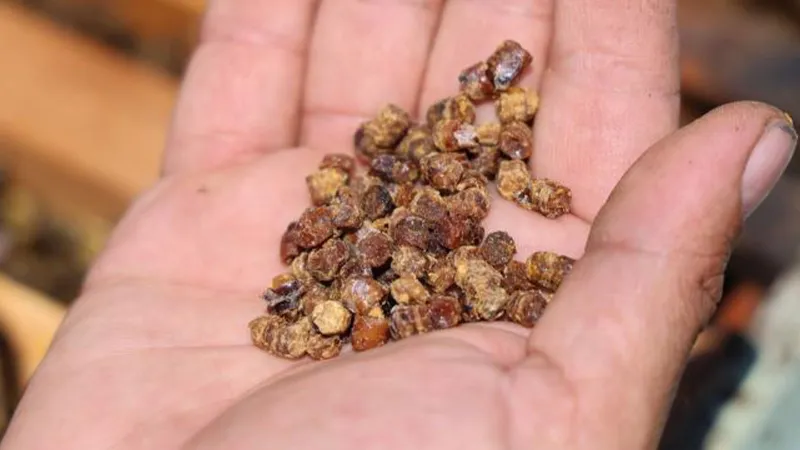 Bir çay kaşığı 1 kilo ete eşdeğer! Önceden çöpe gidiyordu, şimdi 3 bin TL’den satılıyor