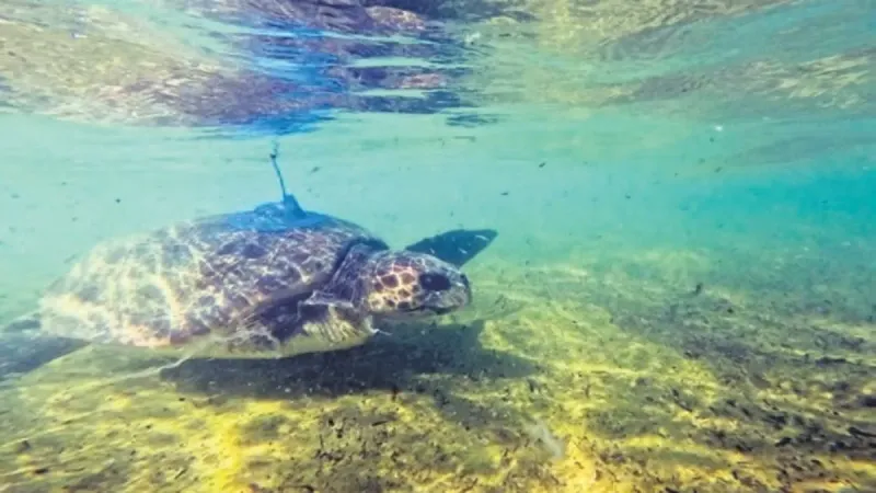 Caretta Gümüş'ün Şaşırtan Yolculuğu: 20 Bin KM!