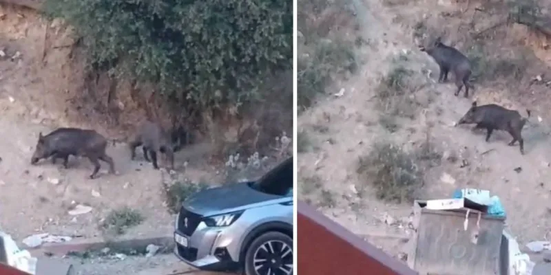 Hatay'da Yaban Domuzları Şehre İndi! Açlıktan mı?