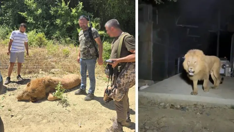 Hayvan parkından kaçan aslan avcılar tarafından öldürüldü; aslanın saldırdığı kişi konuştu: Üstüme çöktü, boğuştuk, çocuk parkı olmayan yere hayvanat bahçesi yapıyorlar