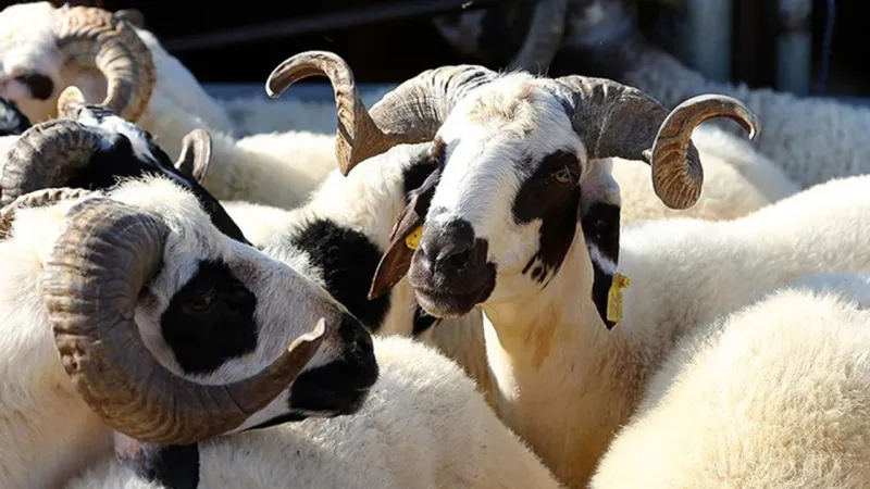 Kurban kesim ücretleri belli oldu! 2025 kurban kesim fiyatları