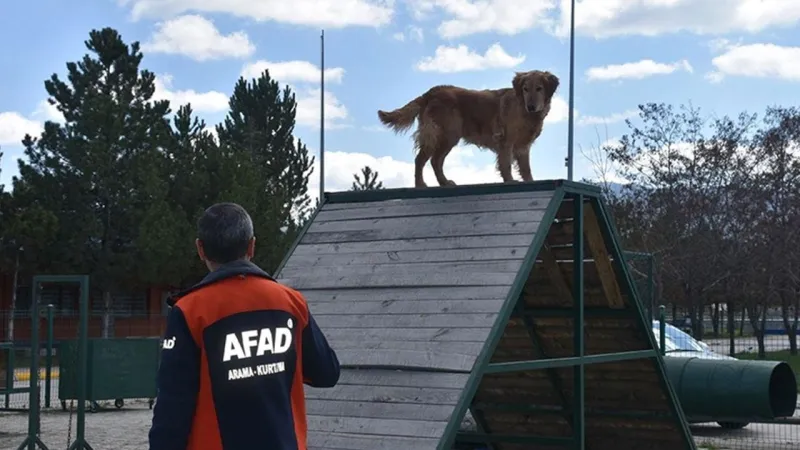 AFAD'ın Kahramanı Çıtır! Ödüllü Köpek Depremzedelerin Umudu Oldu
