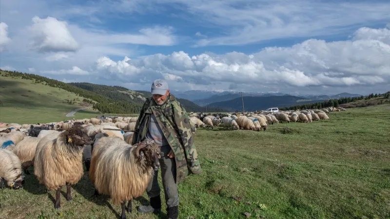 Karadeniz Göçerleri Yaylaya Çıktı! Bu Gelenek Şaşırtıyor