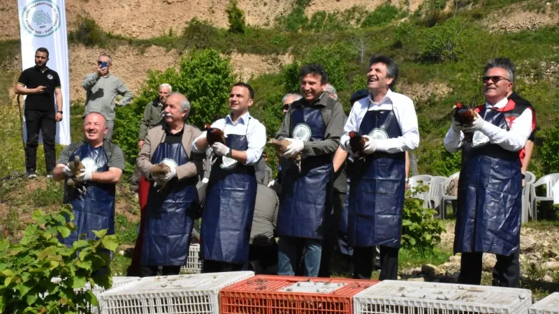 Ordu'da Kokarca Alarmı! 800 Sülün Fındık Bahçelerine Salındı!