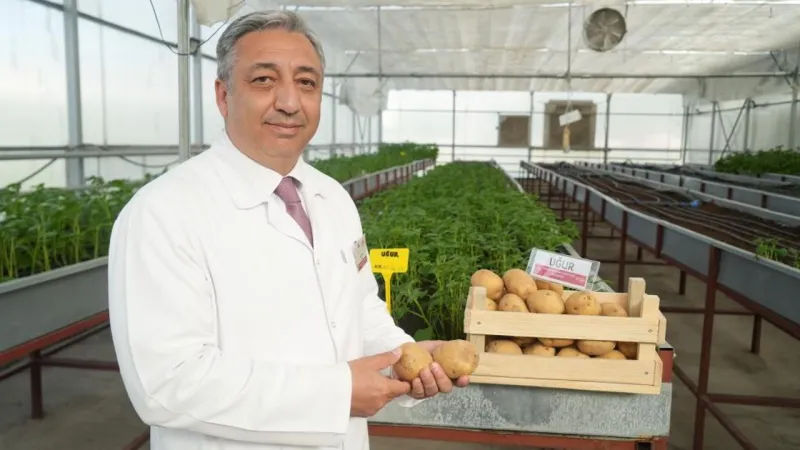 Yerli Çips Patatesi "Uğur" Tescillendi! İşte Detaylar