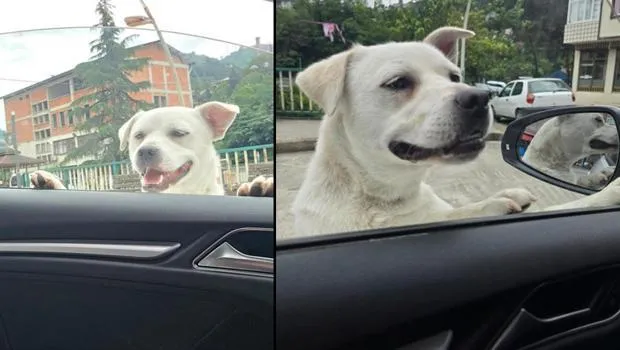 Pitbull görünümlü köpek sosyal medyada gündem oldu