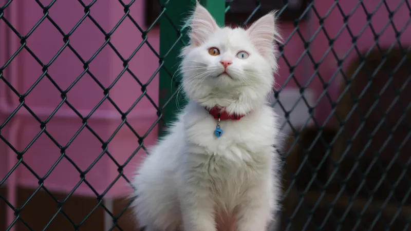 Van Kedi Villası'na 55 yeni üye katıldı