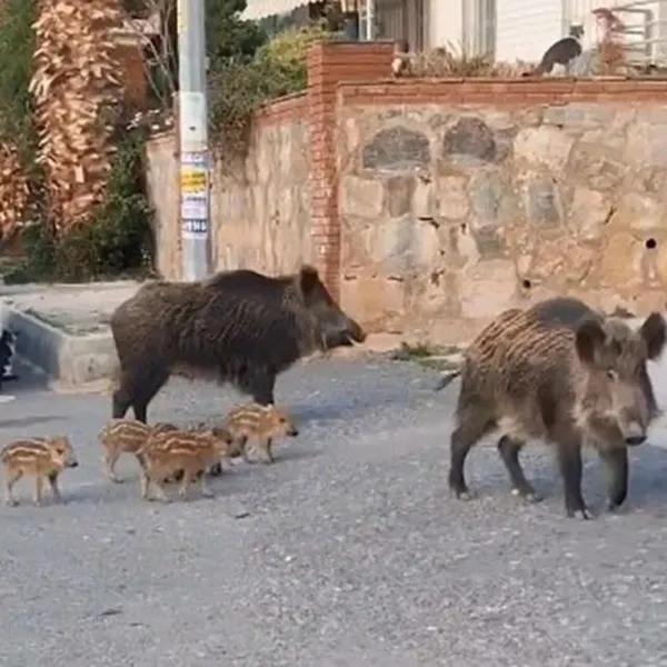 Yaban domuzlarını besleyenlere ceza kesilecek